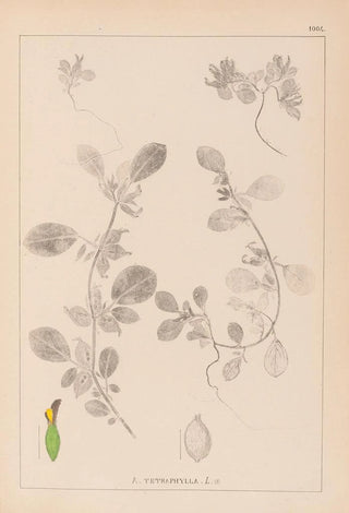 Herbier de la flore française Pl0243 - Louis Antoine Cusin — artwork view