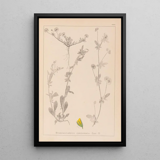 Herbier de la flore française Pl0244 - Louis Antoine Cusin — framed artwork on a wall