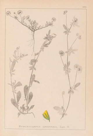 Herbier de la flore française Pl0244 - Louis Antoine Cusin — artwork view