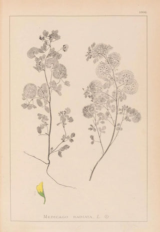 French flora herbarium painting Pl0245 - Louis Antoine Cusin — artwork view