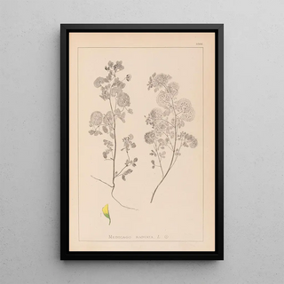 French flora herbarium painting Pl0245 - Louis Antoine Cusin — framed artwork on a wall