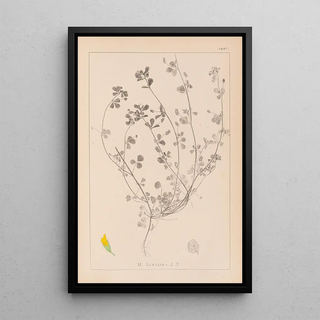 Herbier de la flore française Pl0246 - Louis Antoine Cusin — framed artwork on a wall
