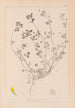 Herbier de la flore française Pl0246 - Louis Antoine Cusin — artwork view