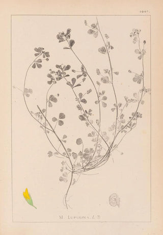 Herbier de la flore française Pl0246 - Louis Antoine Cusin — artwork view