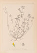 Herbier de la flore française Pl0247 - Louis Antoine Cusin — artwork view