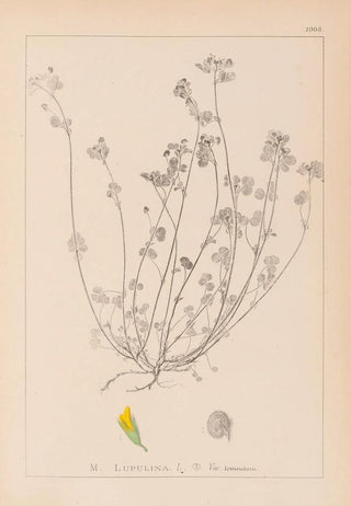 Herbier de la flore française Pl0247 - Louis Antoine Cusin — artwork view