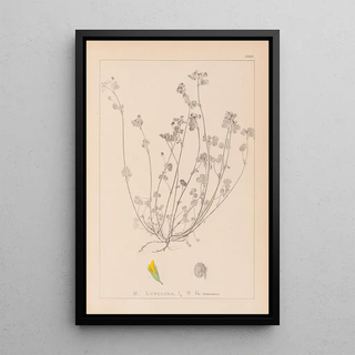 Herbier de la flore française Pl0247 - Louis Antoine Cusin — framed artwork on a wall
