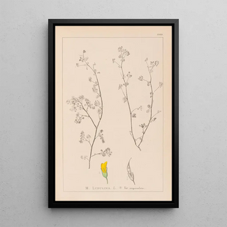 Herbier de la flore française Pl0248 - Louis Antoine Cusin — framed artwork on a wall