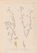 Herbier de la flore française Pl0248 - Louis Antoine Cusin — artwork view