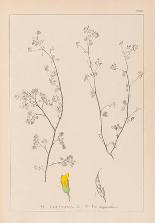 Herbier de la flore française Pl0248 - Louis Antoine Cusin — artwork view