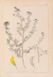 Herbier de la flore française Pl0249 - Louis Antoine Cusin — artwork view