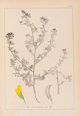 Herbier de la flore française Pl0249 - Louis Antoine Cusin — artwork view