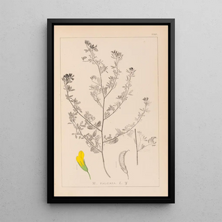 Herbier de la flore française Pl0249 - Louis Antoine Cusin — framed artwork on a wall