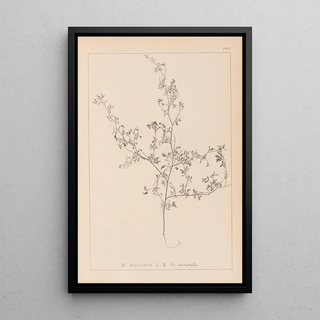 Herbier de la flore française Pl0250 - Louis Antoine Cusin — framed artwork on a wall