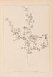 Herbier de la flore française Pl0250 - Louis Antoine Cusin — artwork view
