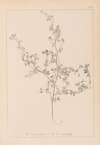 Herbier de la flore française Pl0250 - Louis Antoine Cusin — artwork view