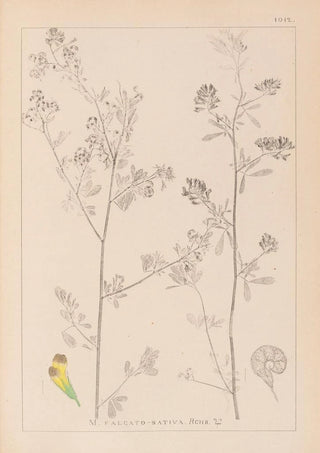 Herbier de la flore française Pl0251 - Louis Antoine Cusin — artwork view