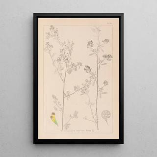 Herbier de la flore française Pl0251 - Louis Antoine Cusin — framed artwork on a wall