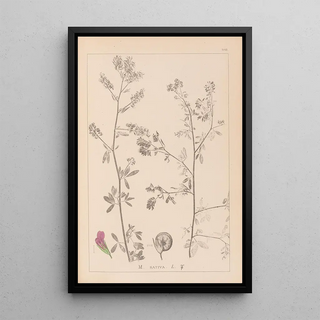 Herbier de la flore française Pl0252 - Louis Antoine Cusin — framed artwork on a wall