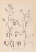 Herbier de la flore française Pl0252 - Louis Antoine Cusin — artwork view
