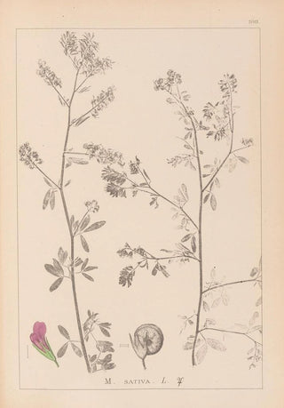 Herbier de la flore française Pl0252 - Louis Antoine Cusin — artwork view