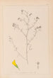 Herbier de la flore française Pl0253 - Louis Antoine Cusin — artwork view