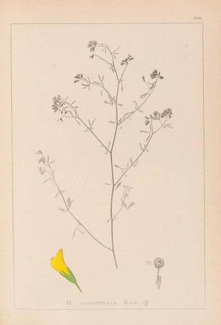 Herbier de la flore française Pl0253 - Louis Antoine Cusin — artwork view