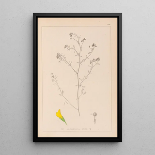 Herbier de la flore française Pl0253 - Louis Antoine Cusin — framed artwork on a wall