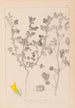 Herbier de la flore française Pl0254 - Louis Antoine Cusin — artwork view