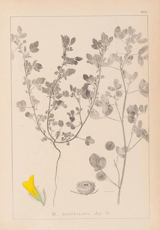 Herbier de la flore française Pl0254 - Louis Antoine Cusin — artwork view