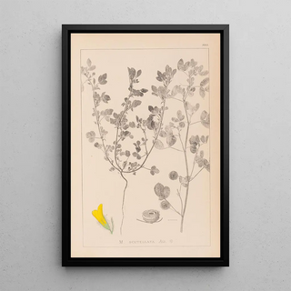 Herbier de la flore française Pl0254 - Louis Antoine Cusin — framed artwork on a wall
