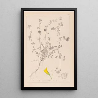 Herbier de la flore française Pl0255 - Louis Antoine Cusin — framed artwork on a wall