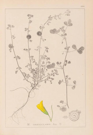 Herbier de la flore française Pl0255 - Louis Antoine Cusin — artwork view