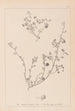 Herbier de la flore française Pl0256 - Louis Antoine Cusin — artwork view