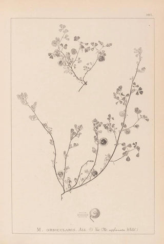 Herbier de la flore française Pl0256 - Louis Antoine Cusin — artwork view