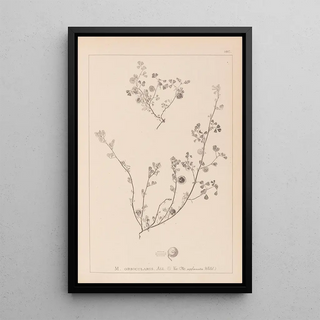 Herbier de la flore française Pl0256 - Louis Antoine Cusin — framed artwork on a wall