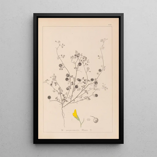 Herbier de la flore française Pl0257 - Louis Antoine Cusin — framed artwork on a wall