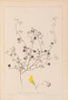 Herbier de la flore française Pl0257 - Louis Antoine Cusin — artwork view