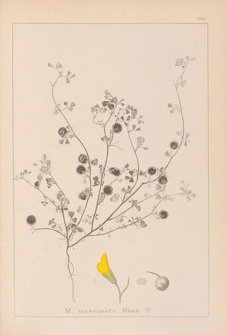 Herbier de la flore française Pl0257 - Louis Antoine Cusin — artwork view