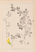 Herbier de la flore française Pl0258 - Louis Antoine Cusin — artwork view