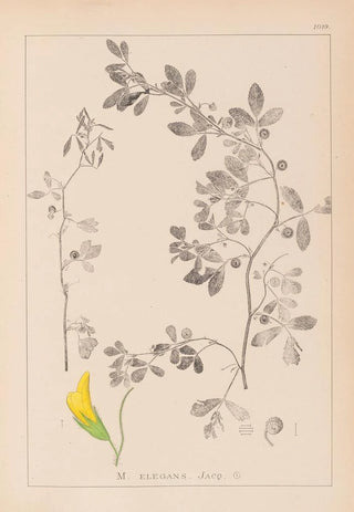 Herbier de la flore française Pl0258 - Louis Antoine Cusin — artwork view