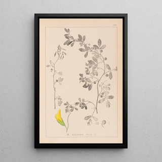Herbier de la flore française Pl0258 - Louis Antoine Cusin — framed artwork on a wall