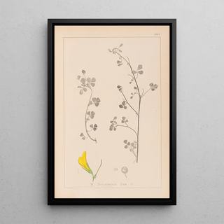 Herbier de la flore française Pl0259 - Louis Antoine Cusin — framed artwork on a wall