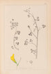 Herbier de la flore française Pl0259 - Louis Antoine Cusin — artwork view