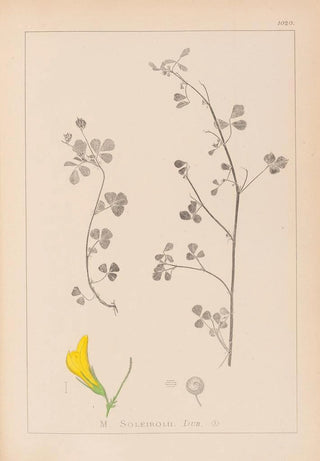 Herbier de la flore française Pl0259 - Louis Antoine Cusin — artwork view