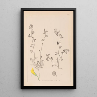 Herbier de la flore française Pl0260 - Louis Antoine Cusin — framed artwork on a wall