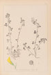 Herbier de la flore française Pl0260 - Louis Antoine Cusin — artwork view