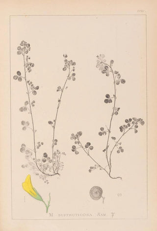 Herbier de la flore française Pl0260 - Louis Antoine Cusin — artwork view