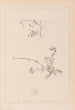 Herbier de la flore française Pl0261 - Louis Antoine Cusin — artwork view