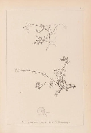 Herbier de la flore française Pl0261 - Louis Antoine Cusin — artwork view